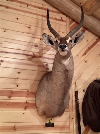 Water Buck, South Africa, Shoulder Wall Mount