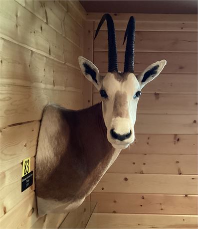 Scimitar horned Onyx, Texas, Shoulder Wall Mount