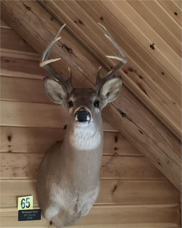 Whitetail Deer, Elk County, Shoulder Wall Mount, 8 point