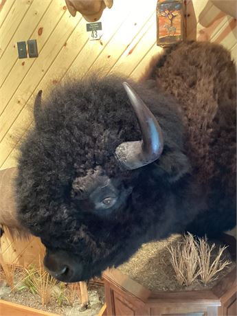 Bison Buffalo Head, Shoulder Pedestal Mount