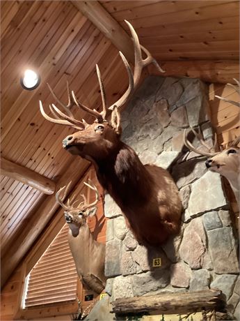 Rocky Mountains Elk, Shoulder Wall Mount, 12 Point