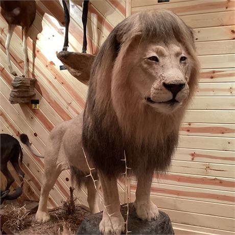 Full Body Male Lion, South Africa, Pedestal Floor Mount on Wheels (Intra-State)