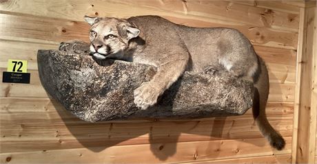 Cougar, Montana, Full Body, Pedestal Wall Mount