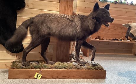 Timber Wolf, British Columbia, Full Body, Pedestal Floor Mount (Intra-State Only