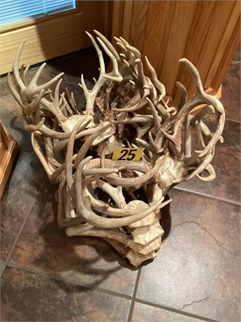 11 Sets of Deer Antlers (1 Lot)