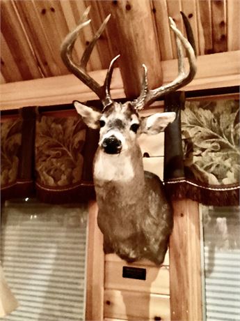 White Tail Deer, Harvey County, Kansas, Shoulder Wall Mount, 8 point
