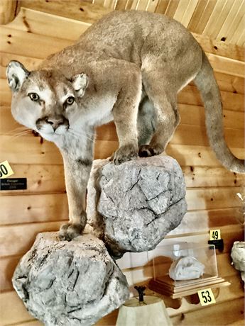 Cougar, British Columbia, Full Body Pedestal Wall Mount