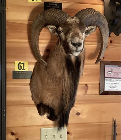 Red Sheep, Texas, Shoulder Wall Mount, Records of Exotics “Top Ten Award” 1st Pl
