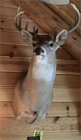 Whitetail Deer, Marion County, Shoulder Wall Mount, 8 point