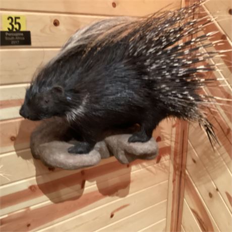 Porcupine, South Africa, Full Body Pedestal Wall Mount