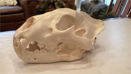 Black Mane Lion Skull