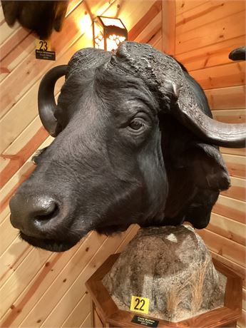 Cape Buffalo with tail, South Africa, Shoulder Pedestal Mount