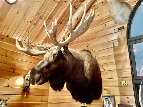 Moose, Yukon, Shoulder Wall Mount