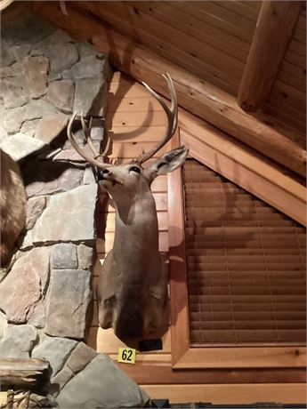 Mule Deer, Kansas, Shoulder Mount, 10 point
