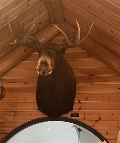 Moose, Yukon, Shoulder Wall Mount