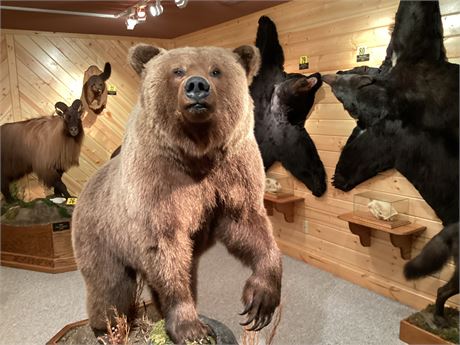 Alaskan Inland Grizzley Bear, Alaska, Full Body Pedestal Floor Mount
