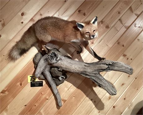 Alaskan Red Fox, Full Body, Pedestal Wall Mount
