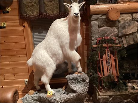 White Mountain Goat, Yukon, Full Body, Pedestal Floor Mount